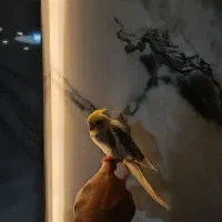 عروس هلندی سر حال ۲ماهه