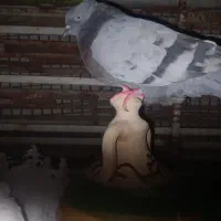 کبوتر