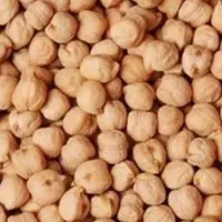 نخود بذری درجه یک