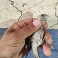 جوجه سهره گلچین شده