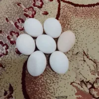 تخم بوقلمون وتخم مرغ نطفه دار