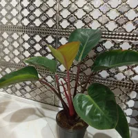فیلودندرون بلک پر ریشه