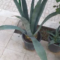 گل آگاوه