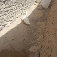 اردک خوب سالم سر حال