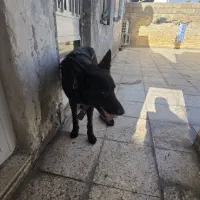 سگ ژرمن بلک