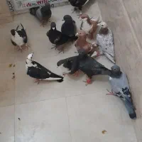 کبوتر پرشی