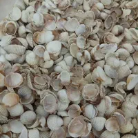 صدف تزئینی