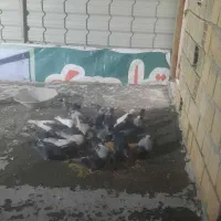 کبوتر پلاکی جوجه وکهنه موجوده