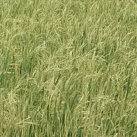 برنج درجه ۱ هاشمی