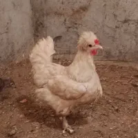 تخم نطفه دار سلطان،جوجه سلطان،جوجه برهما،ویاندوت