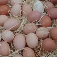 تخم مرغ محلی اورگانیک