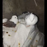 دوکت|پرنده|لنده, |دیوار