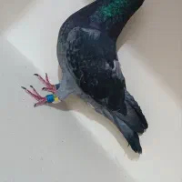 کبوتر پلاکی عربستان سعودی