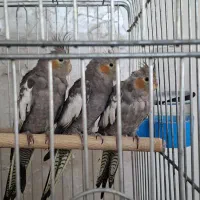 جوجه عروس هلندی ویک عدد عروس هلندی ماده