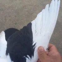 رنگه|پرنده|مشهد, نیزه|دیوار