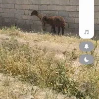 میش زایده بره بزرگ