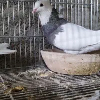 جفت طوقی درجه یک