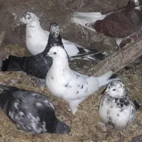 واگذاری کبوتر