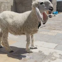 گوسفند کامورای ابست