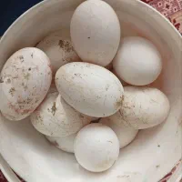 تخم قوغاز نطفه دار