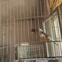 قناری رسمی بلند نر و ماده