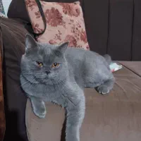 اسکاتیش بلو نر آماده جفت گیری