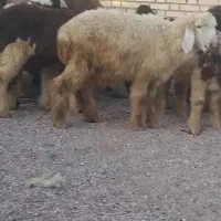 بره نر ماده