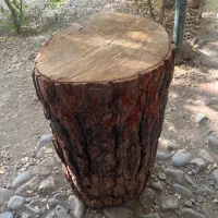 فروش تنه درخت کاج