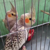 جوجه عروس هلندی