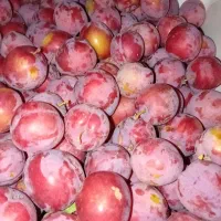 الو شابلونی