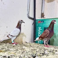 سار کاکلی هفت رنگ