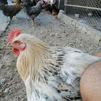 جوجه 4ماهه مرغ و خروس گلپایگانی