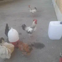 حیوان محلی