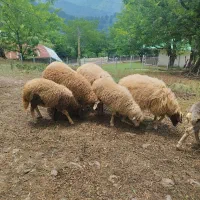 گوسفند بره نروماده