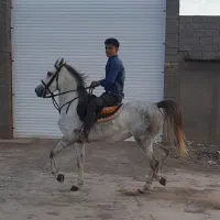 فرصت استثنایی برای اسب دار شدن و تولید اسب
