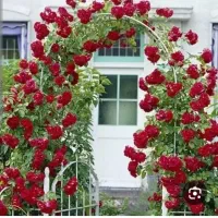 انجام کلیه خدمات باغبانی هرس علف زنی گل کاری
