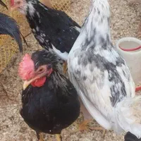 مرغ و خروس و نیمچه و جوجه ۲ ماهه انواع نژاد