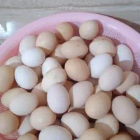 تخم مرغ محلی