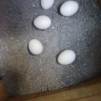 تخم نطفه دار