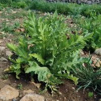 به کارگر نیاز دارم جهت شیر تیغ