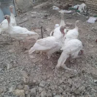 بوقلمون