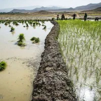 برز دربیار اجاره