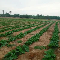 مرغوب وباکیفیت