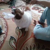 سگی خارجی باهوش و حرف گوش کن