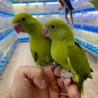 جوجه طوطی ملنگو