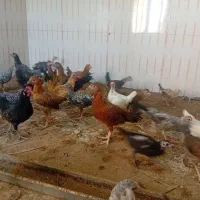 جوجه محلی