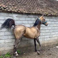 اسب ترکمن اخال تکه.