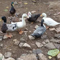 اردک