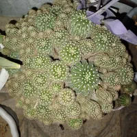 کاکتوس