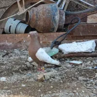 پرنده